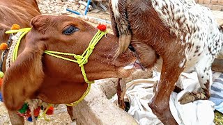 cow milking funny video  full milk breastfeeding 😋  Nikka Haji [upl. by Yarrum]