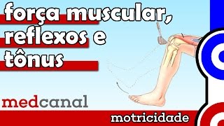 Força Muscular Reflexos e Tônus  MOTRICIDADE [upl. by Nylaj464]