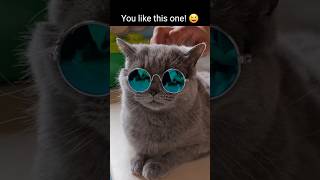 Photo time 📸 feat Mongsil cutecat challenge britishshorthair fyp fypシ゚viral shorts [upl. by Craig]