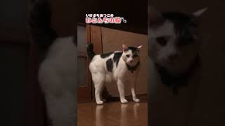 「サッたんと遊ぼう」ひとんちの猫🐾file13 shorts cat 猫 猫動画 癒し ナレーター 池渕厚子 ミックス たわしっぽ 猫のいる暮らし [upl. by Iain]