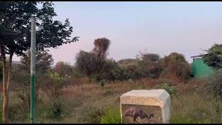 Nahargarh biological park  khole ke hanuman ji  amer fort [upl. by Farrica]