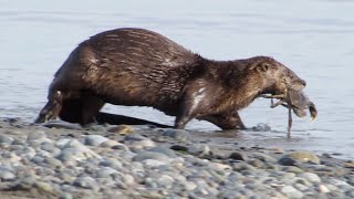 Otters are feasting on and fighting for fish and a crab [upl. by Coppins]