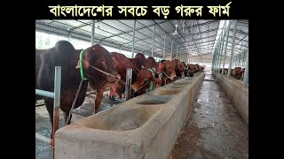 বাংলাদেশের সবচে বড় গরুর ফার্ম  Top Biggest Cow Farm In Bangladesh  Sharif Agro Part1  Big Cow [upl. by Black]