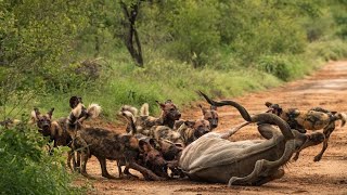 Pack of wild dogs catching waterbuck and unborn calve NOT FOR SENSITIVE VIEWERS Full version [upl. by Melvina]