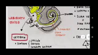 Orecchio  versione molto semplificata utile per la clinica  Otorinolaringoiatria e audiologia [upl. by Kiraa]