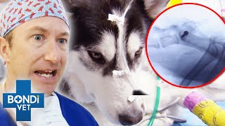 Missing Dog Found Left For Dead On The Road 😢  Bondi Vet Clips  Bondi Vet [upl. by Analiese]