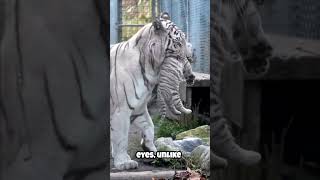 White Tigers Majestic and Rare Big Cats 🐅👁️‍🗨️ shorts nature [upl. by Ennovart673]