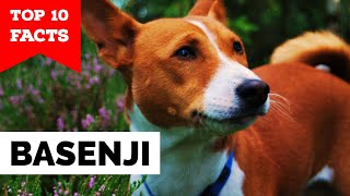 Basenji  Top 10 Facts [upl. by Pyle234]