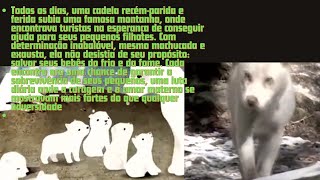 Animais que pediram ajuda e bondade às pessoas [upl. by Suzie482]