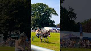 Guernsey Donkey Derby 2024 Media Race [upl. by Rush573]