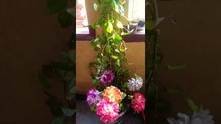 Money plant care tips shrot video relativegardening [upl. by Joed]