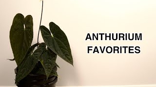 Anthurium Favorites June amp July 2024 [upl. by Venator]