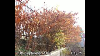 IVMs Japanese Knotweed Eradicating FAST System Video 4 [upl. by Drooff]