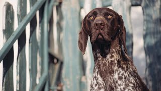 The Amazing German Wirehaired Pointer An Overview of its Unique Physical Characteristics [upl. by Sutniuq]