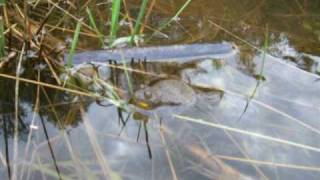 Gelbbauchunke  Yellowbellied toad [upl. by Chrissa]