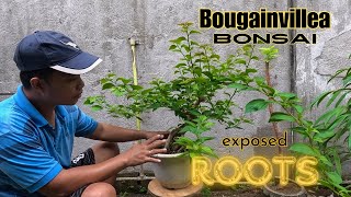 Exposed roots bougainvillea bonsai pruning bonsai bonsaitree bougainvillea [upl. by Adnylam647]