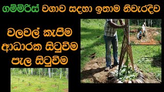 ගම්මිරිස් පැල හිටවන නිවැරදිම ආකාරය  Gammiris Pela Situweema Sinhala [upl. by Jit]