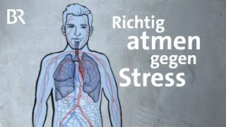 Die 4711 Atemtechnik hilft gegen Stress und bei Schlafproblemen  Gut zu wissen  BR [upl. by Enrichetta541]