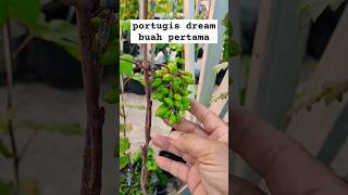 portugis dream berbuah pertama kaliplanter bag 32L tabulampotanggur pengangguranbaru gardening [upl. by Jasik]