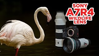 Wildlife Photography with SONY Alpha A7R IV FE 200600mm f5663 amp EF 400mm f4 lens [upl. by Ahsier]