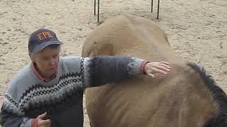 Equine Positional Release Iliopsoas Isometric Technique [upl. by Cressida]