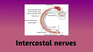 Intercostal nerves  Nerve pathway  Branches  Intercostal nerve block  Clinical correlation [upl. by Nnylf]