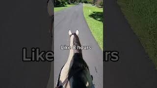 Summer time that is👀☀ viralvideo horse equestrian blowup fyp [upl. by Nahsaj436]