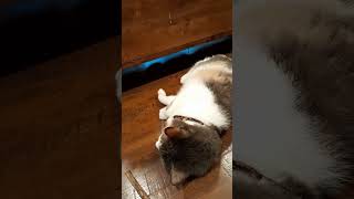 Cats React to Silvervine Stick [upl. by Junie]