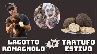 Venite a TARTUFI con me e TABUIA  Lagotto Romagnolo Vs Tartufo estivo [upl. by Goldsworthy]