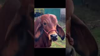 The rock vs a cow eyebrow raise funny funnyshorts therock dwaynejohnson [upl. by Ayouqat]