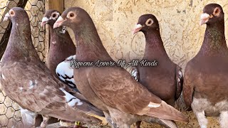 Meulemans pigeons [upl. by Karab]