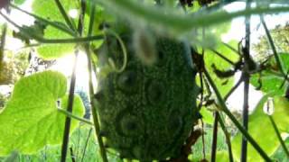 Kiwano African Horned Cucumber or Melon Jelly Melon [upl. by Hillari]