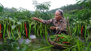 辣椒怎麼做好吃？ 阿婆摘20公斤醃3壇，孫子吃的直呼過癮Grandma uses 20 pounds of pickled food in 3 jars to make delicacies｜玉林阿婆 [upl. by Bigod]