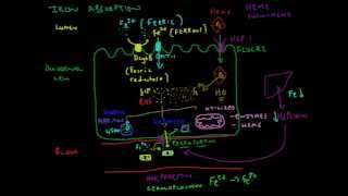 Iron Absorption Explained [upl. by Immaj]