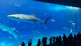 Timelapse  Kuroshio Sea Okinawa Churaumi Aquarium Japan [upl. by Tega]