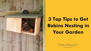 3 Top Tips to Get Robins Nesting in Your Garden [upl. by Cavit]