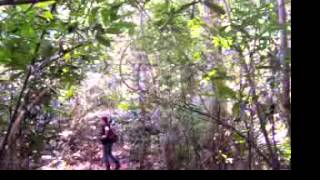 Singing Pileated Gibbon in Khao Yai NP Thailand [upl. by Bathulda]