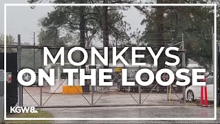 Monkeys escape from South Carolina research facility [upl. by Sheffy]