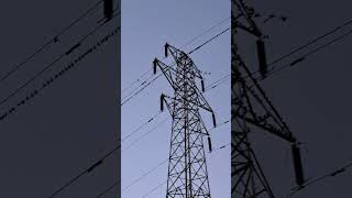 Hundreds of starlings roosting on pylon  Sankey canal [upl. by Lowery359]