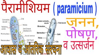 Paramecium in hindi  पैरामीशियम में आवास आंतरिक संरचना जनन पोषण व उत्सर्जन  Knowledge TV [upl. by Christa651]