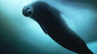 Weddell Seals Antarcticas Permanent Resident  Snow Animals  BBC Earth [upl. by Yrahca]