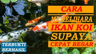 Cara Memelihara Ikan Koi Supaya Cepat Besar Terbukti Berhasil [upl. by Kailey]