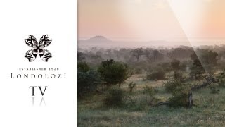 Londolozi Private Game Reserve [upl. by Nordna]