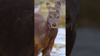 Siberian Mysterious Musk Deer or Vampire Deer  deer vampire nature animals mysterious [upl. by Procter]