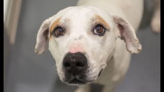 LIVE Adoptable Dog in NYC Looking for Forever Home  The Dodo [upl. by Eeleak736]