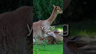 Did you know Guanacos fyp shorts guanaco guanacos daytoday daytodaywildlife wildlife nature [upl. by Gernhard]