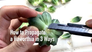 How to Propagate a Haworthia in 3 Ways [upl. by Garvin]