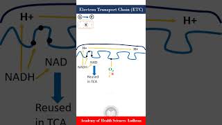 Electron Transport Chain ETC Energy production by carbohydrates [upl. by Sheilah]