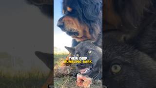 The scariest dog breed  Tibetan mastiff bigdog tibetanmastiff [upl. by Bevus600]