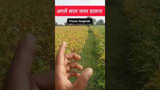 🔥देखलो सोयाबीन में Priaxor fungicide का रिजल्ट  shorts [upl. by Annekam918]